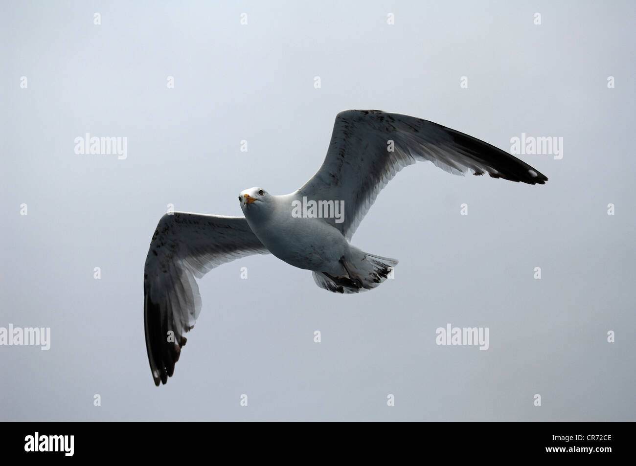 Gull (Larus michahellis) en vol, contre un ciel couvert, Manche, France, Europe Banque D'Images