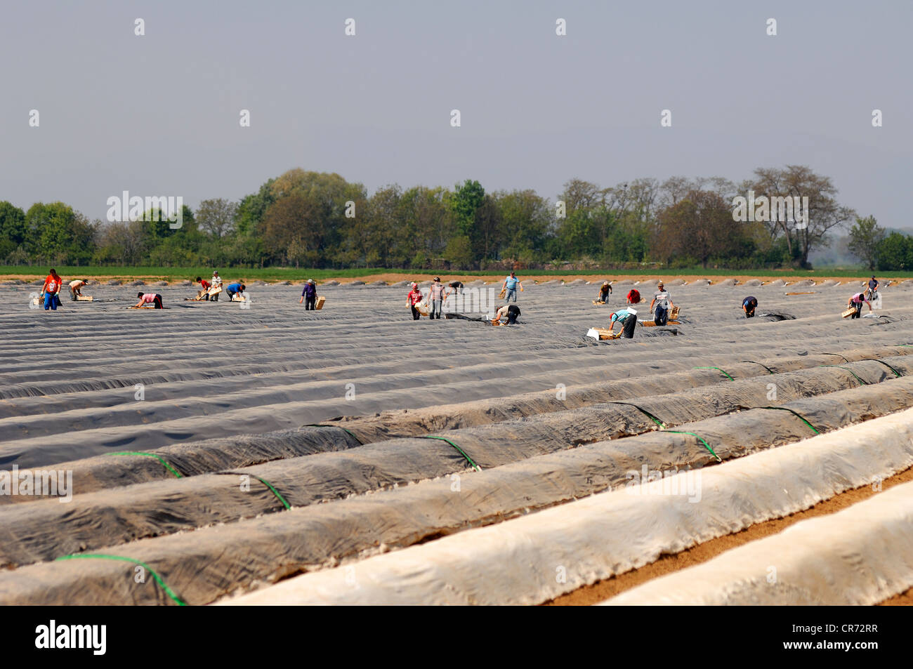 La récolte des asperges, des travailleurs polonais Riegel am Kaiserstuhl, Bade-Wurtemberg, Allemagne, Europe Banque D'Images