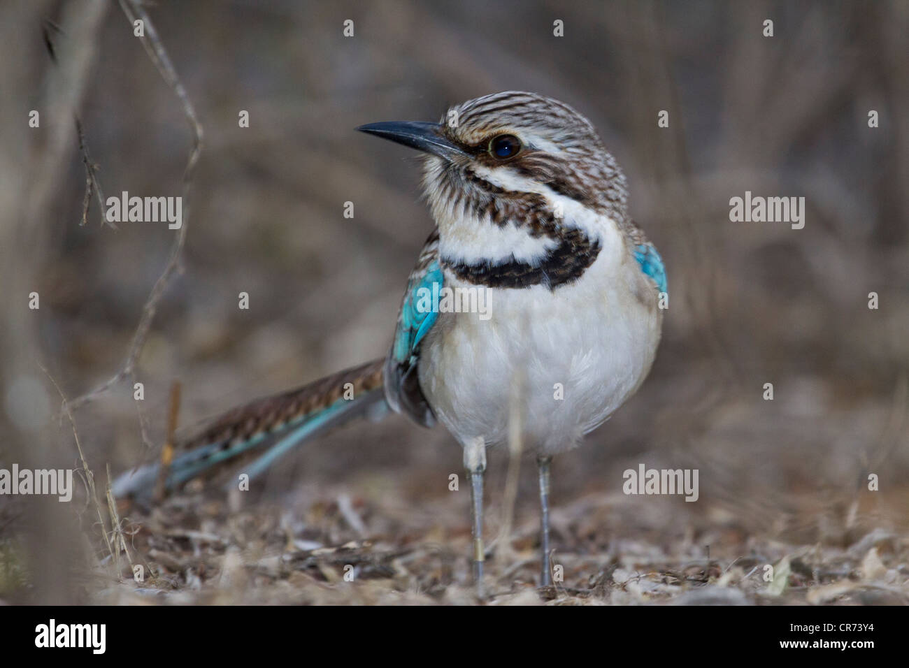 Rouleau au sol à longue queue (Uratelornis chimaera), Ifaty, Madagascar Banque D'Images