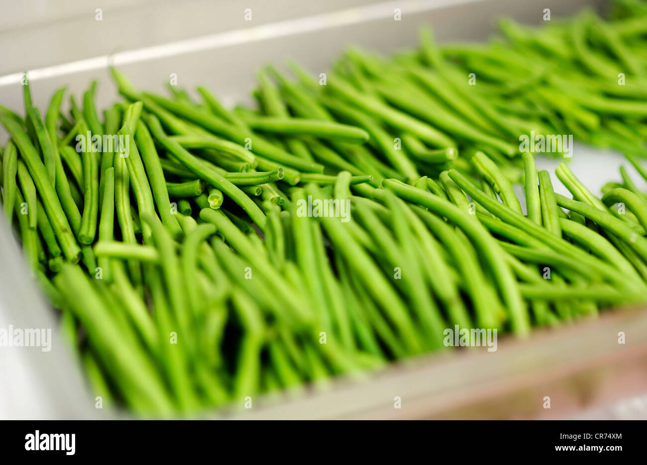 Assiette de haricots verts fraîchement cueillis Banque D'Images