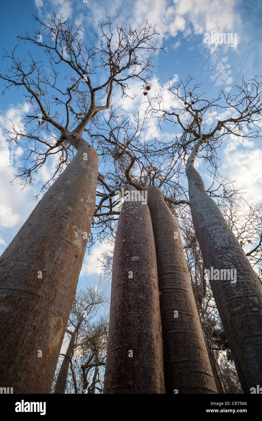 Baobab, Adansonia madagascariensis, Ifaty, région sud-ouest de Madagascar Banque D'Images