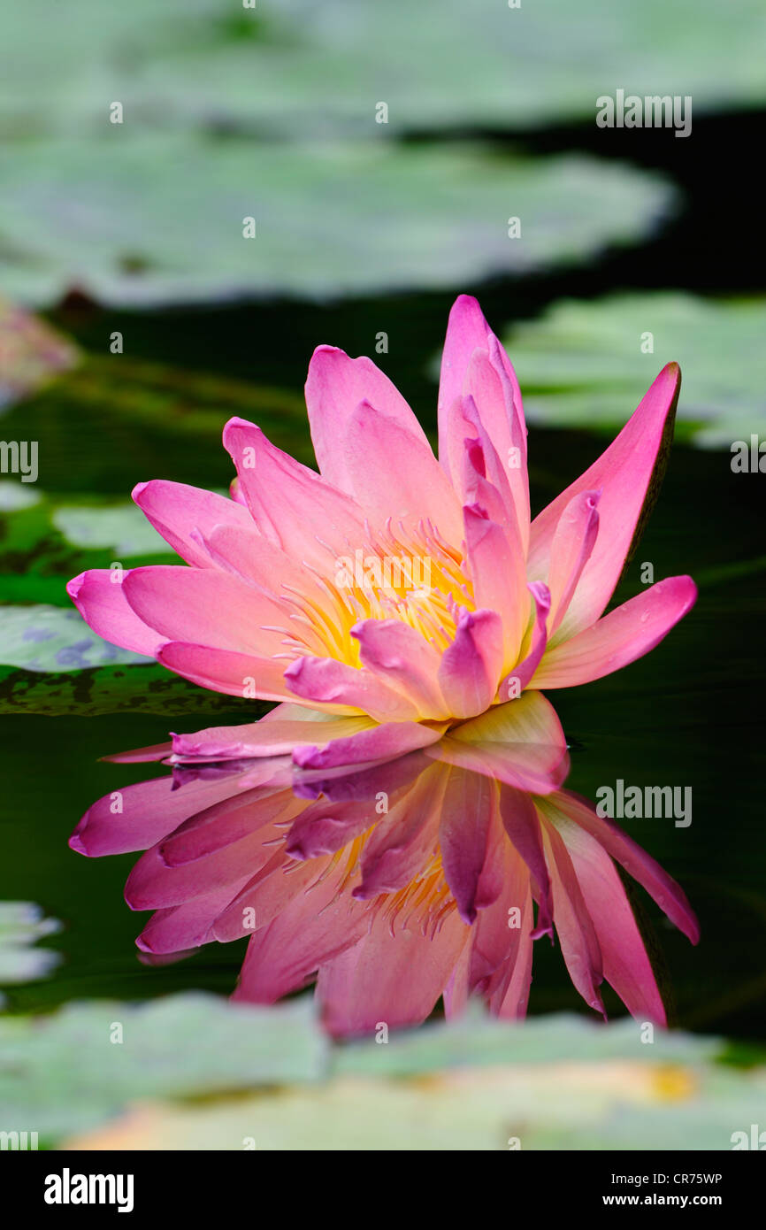 Nénuphar (Nymphaea), étang, Stuttgart, Bade-Wurtemberg, Allemagne, Europe Banque D'Images