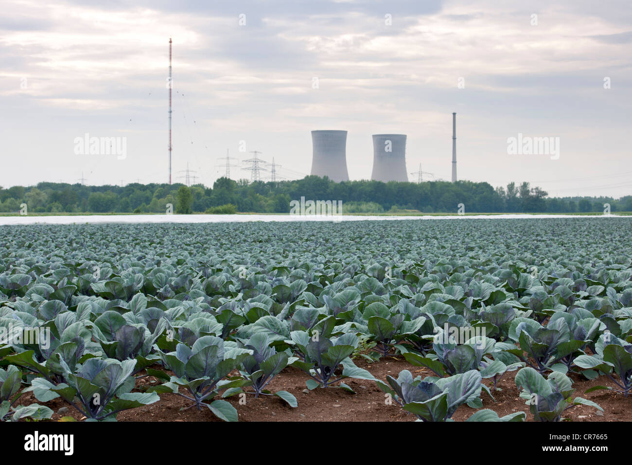 Centrale nucléaire de Grafenrheinfeld, red cabbage patch à l'avant, Franconia, Bavaria, Germany, Europe Banque D'Images