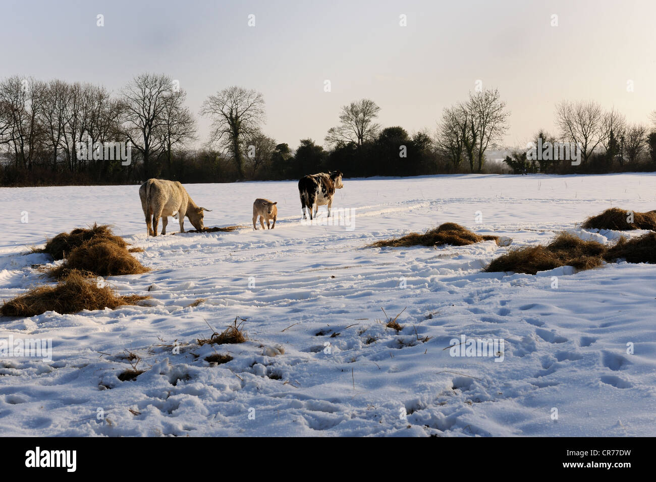 France, Manche, Cotentin, vaches dans Snowed à bocage (bocages) Banque D'Images