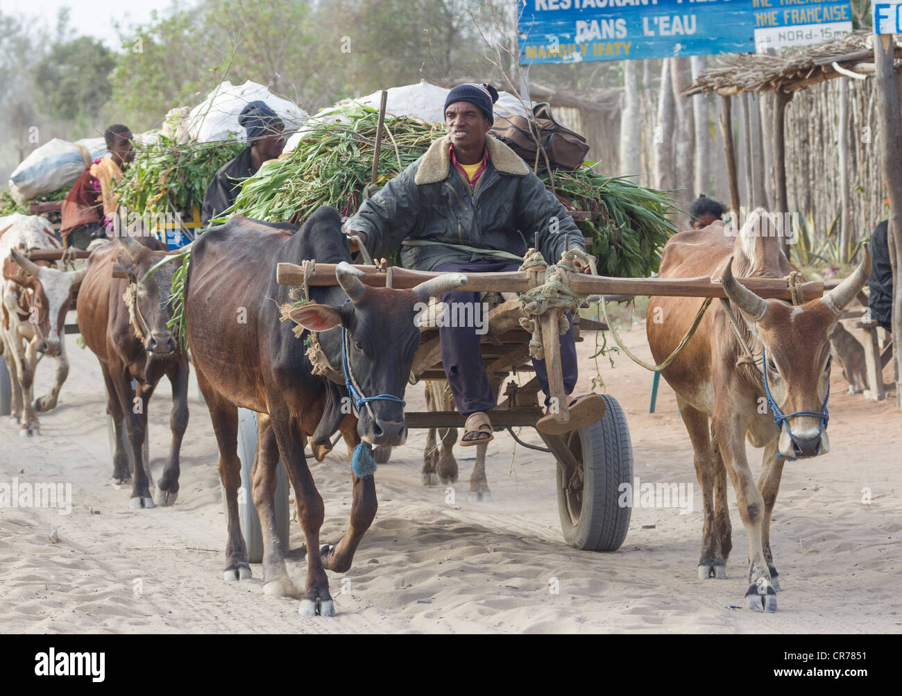 La conduite des hommes de chars à bœufs, Ifaty, Madagascar Banque D'Images