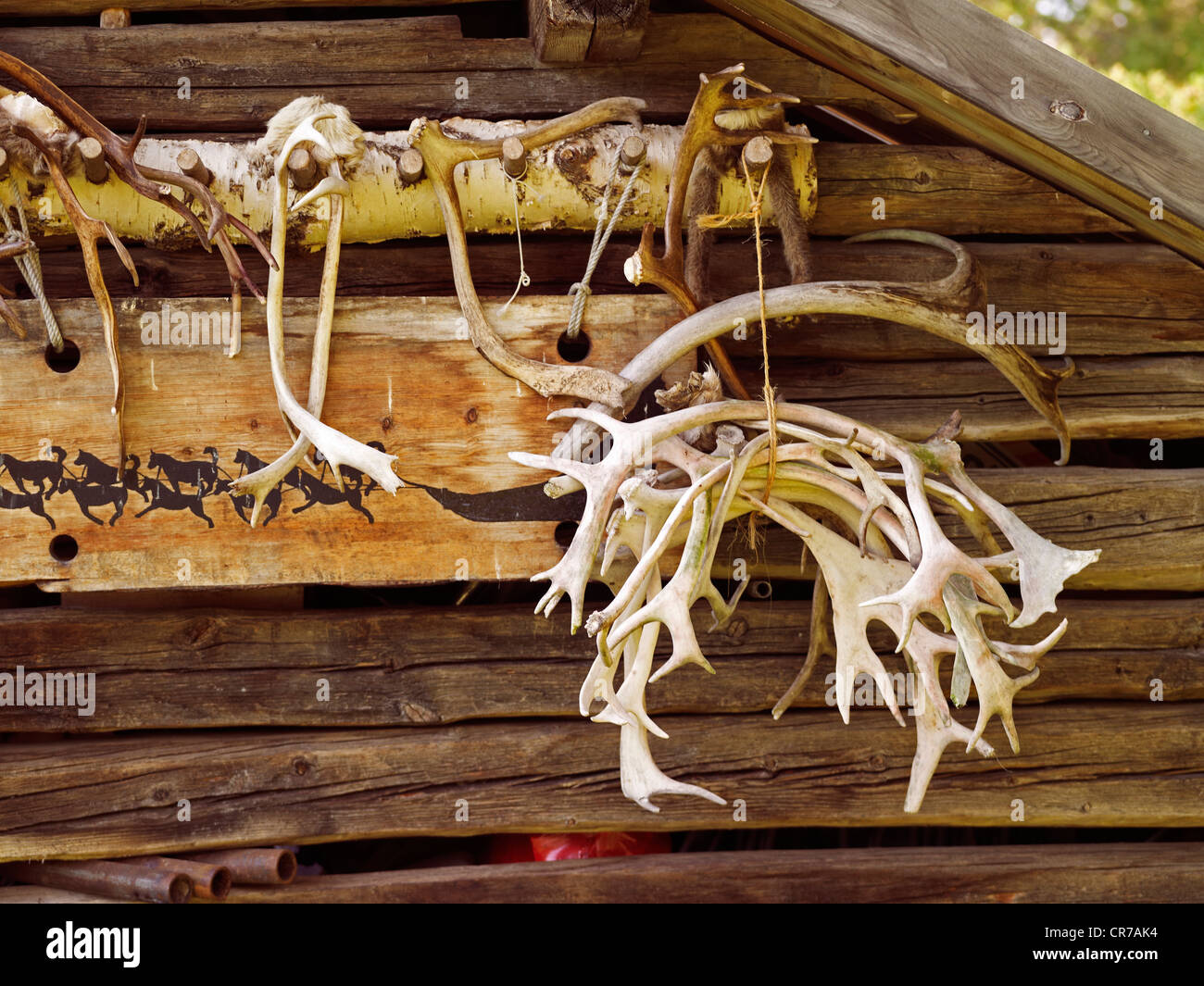 La Norvège, dans le comté de Finnmark, Karasjok, Engholm Husky Banque D'Images