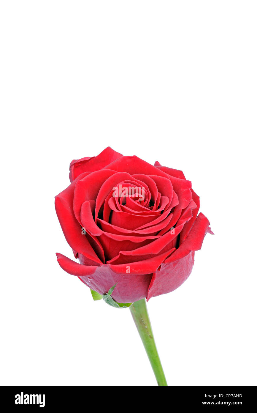 Red Rose (Rosa) Banque D'Images