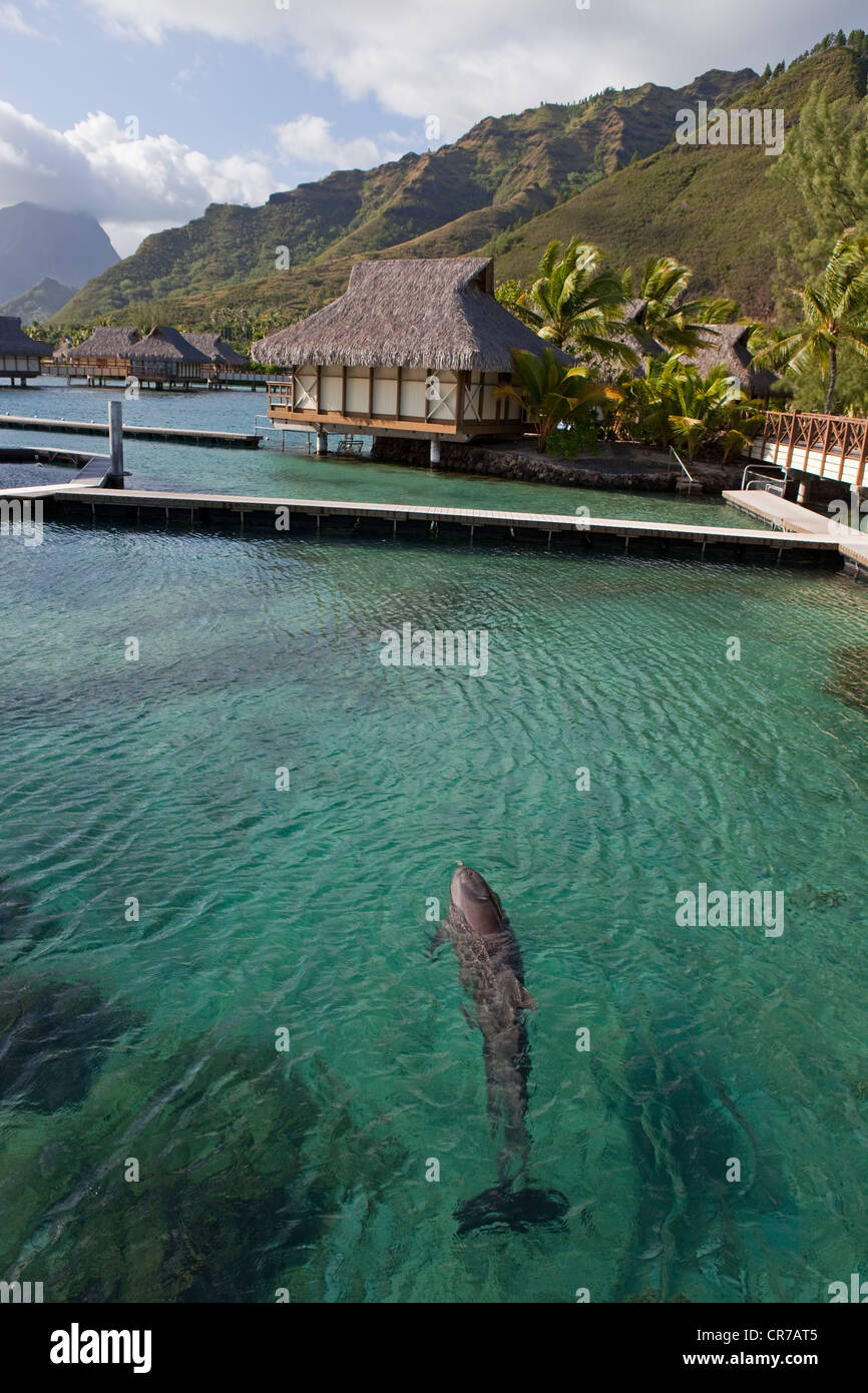 La France, la Polynésie française, archipel de la société, îles du Vent, Moorea, Hôtel Intercontinental, les dauphins marina Banque D'Images