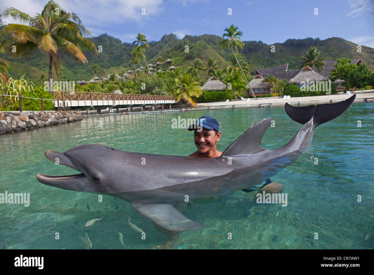 La France, la Polynésie française, archipel de la société, îles du Vent, Moorea, Hôtel Intercontinental, les dauphins marina Banque D'Images