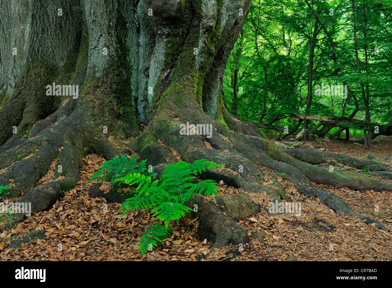 Dame-de-Vénus (Athyrium) croissant entre le tronc couvert de mousse d'un vieux hêtre (Fagus) arbre, forêt ancienne de Sababurg, Hesse Banque D'Images