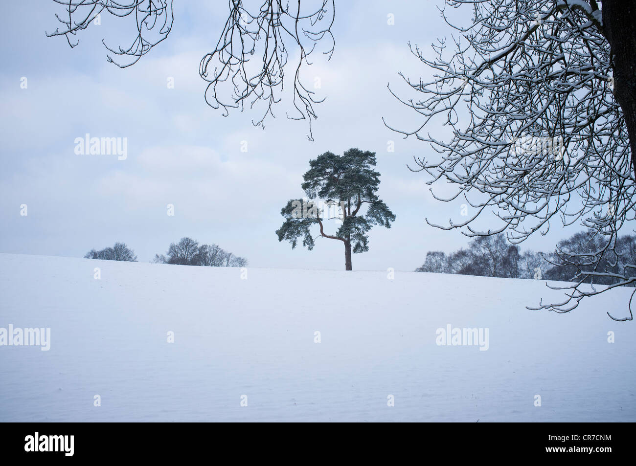 Un arbre isolé se trouve dans un enclos couvert de neige sur une journée l'hiver Banque D'Images