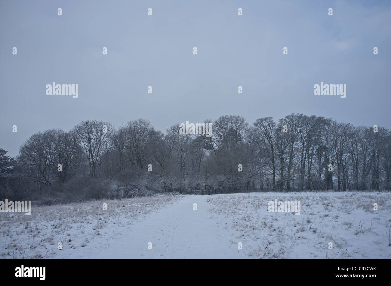 Ranmore Common en hiver. Communes couvertes de neige et de bois Banque D'Images