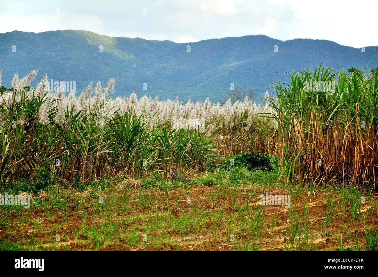 Canne à sucre poussant sur un champ dans les tropiques Banque D'Images