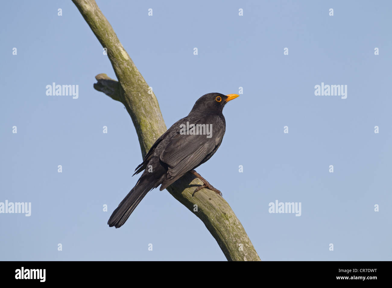 Turdus merula Blackbird mâle sur branche avec le fond de ciel Banque D'Images