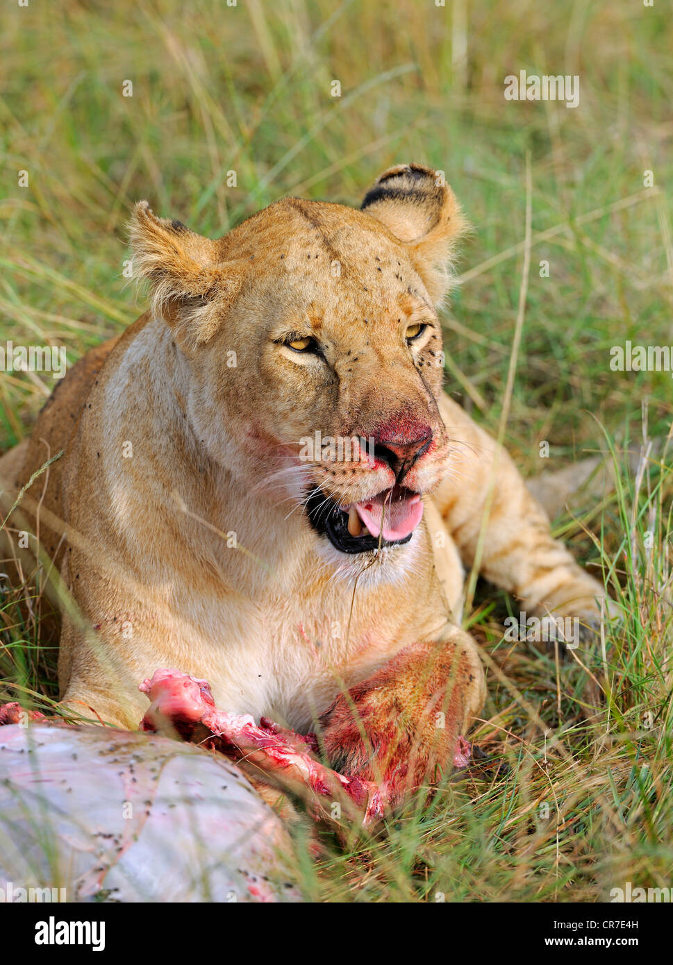 Lion (Panthera leo) manger un Gnou capturés ou Gnu (Connochaetes taurinus), Masai Mara, Kenya, Afrique de l'Est, l'Afrique Banque D'Images