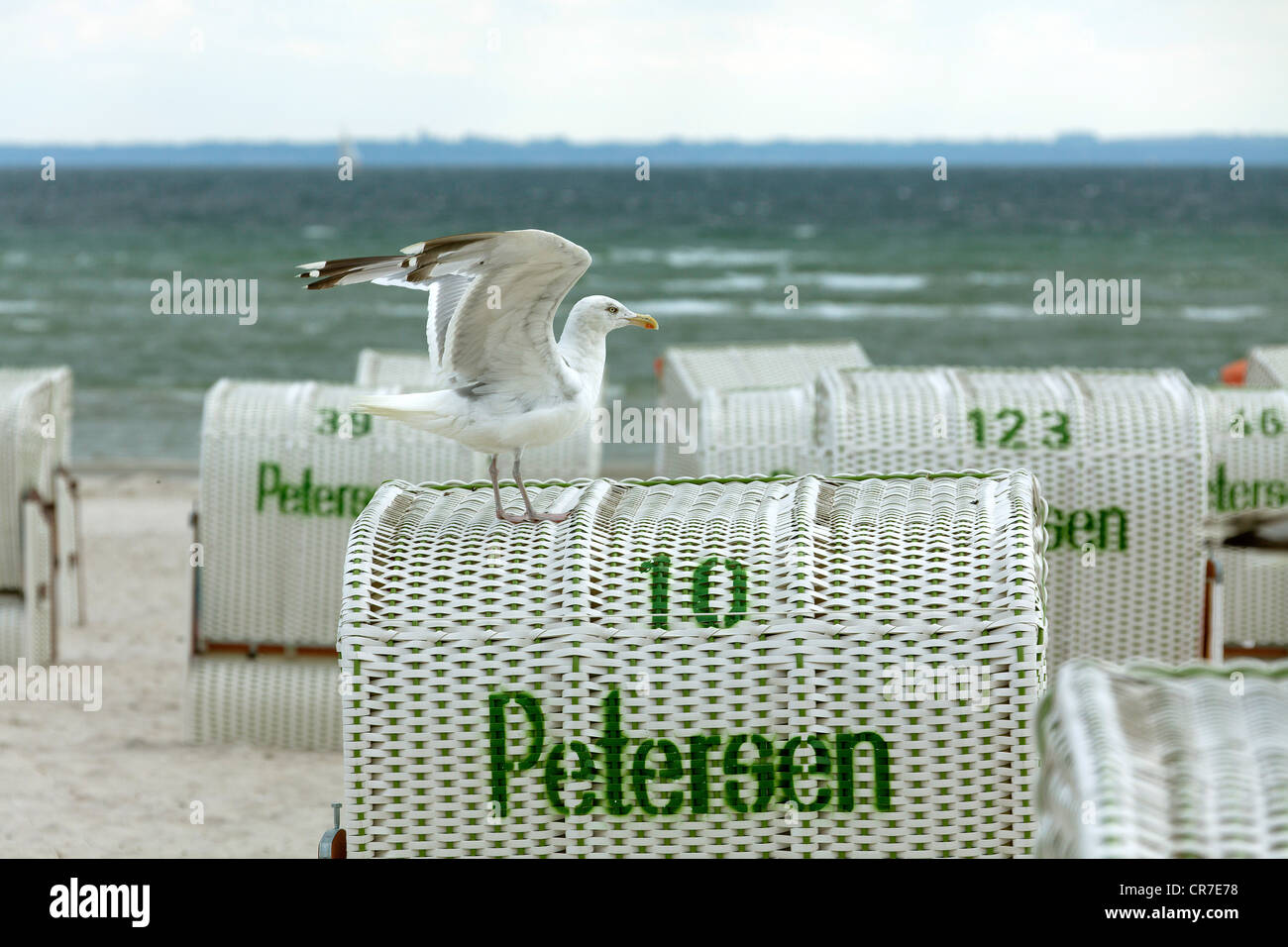 Chaises de plage en osier couvert avec une mouette, station balnéaire de la mer Baltique Ostseebad Dahme, Schleswig-Holstein, Allemagne, Europe Banque D'Images