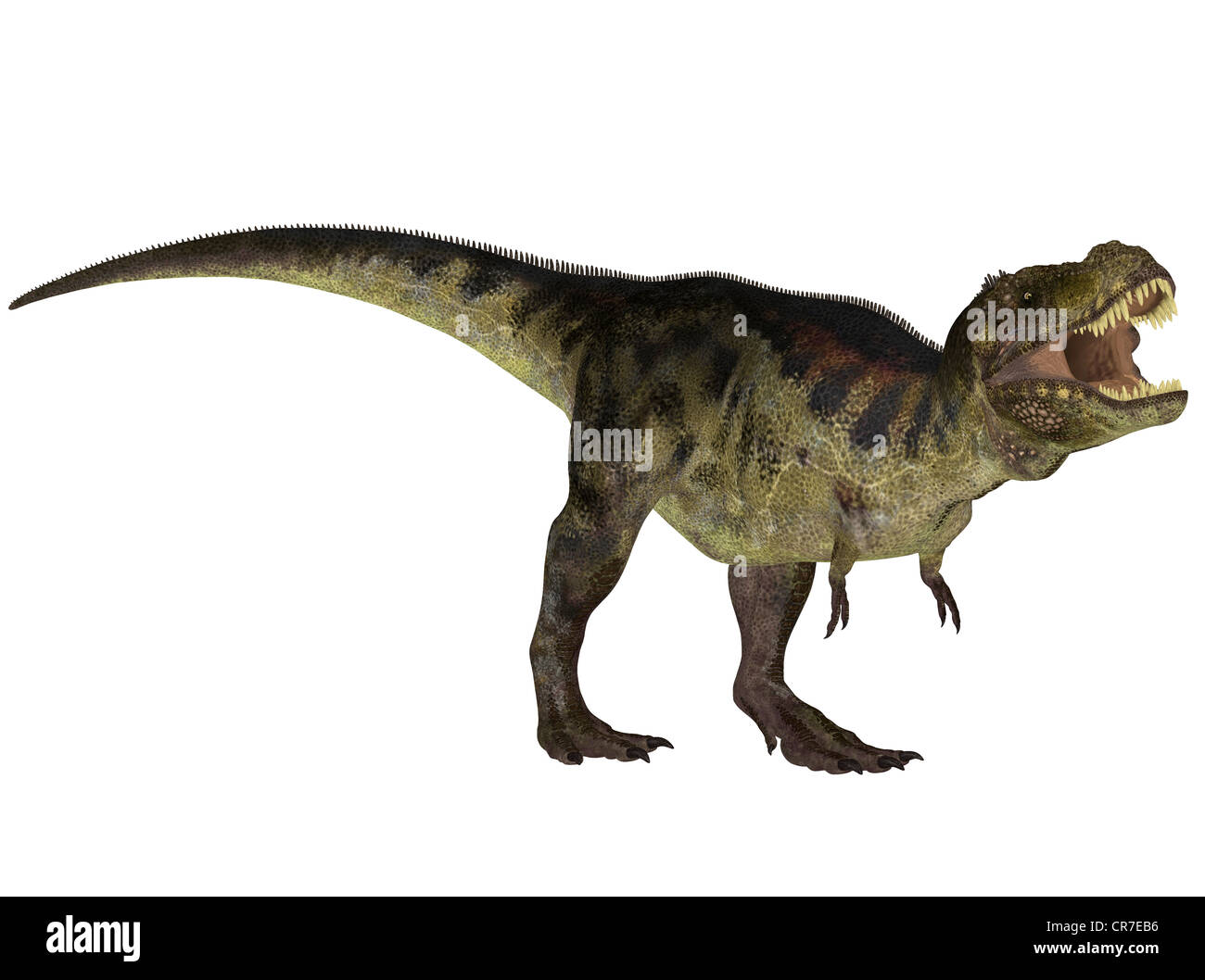 Illustration d'un Tyrannosaurus (espèces de dinosaures) isolé sur fond blanc Banque D'Images