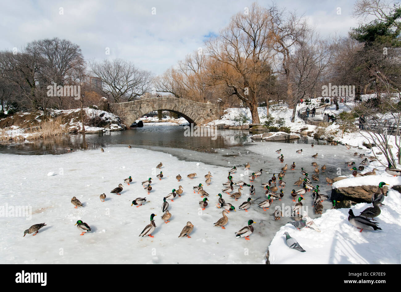 United States, New York, Manhattan, Central Park en hiver sous la neige, l'étang, Gapstow Bridge, les canards sur la glace Banque D'Images