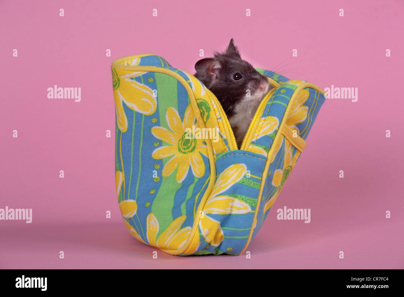 Animal hamster dans un sac de couleur Banque D'Images