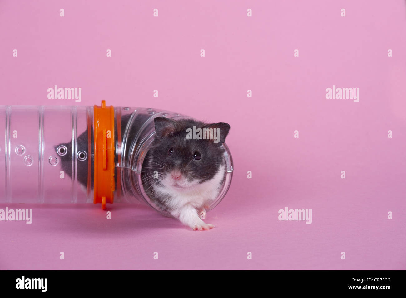 Animal hamster dans un sac de couleur Banque D'Images