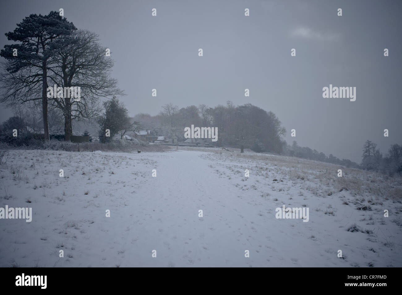 Ranmore Common en hiver. Communes couvertes de neige et de bois Banque D'Images