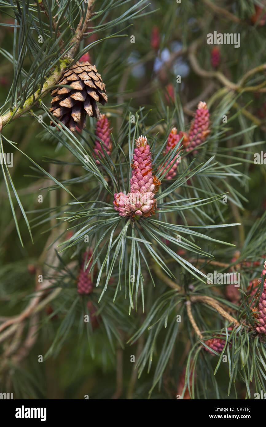 Pin sylvestre Pinus sylvestris fleurs et cônes Norfolk Breckland Banque D'Images