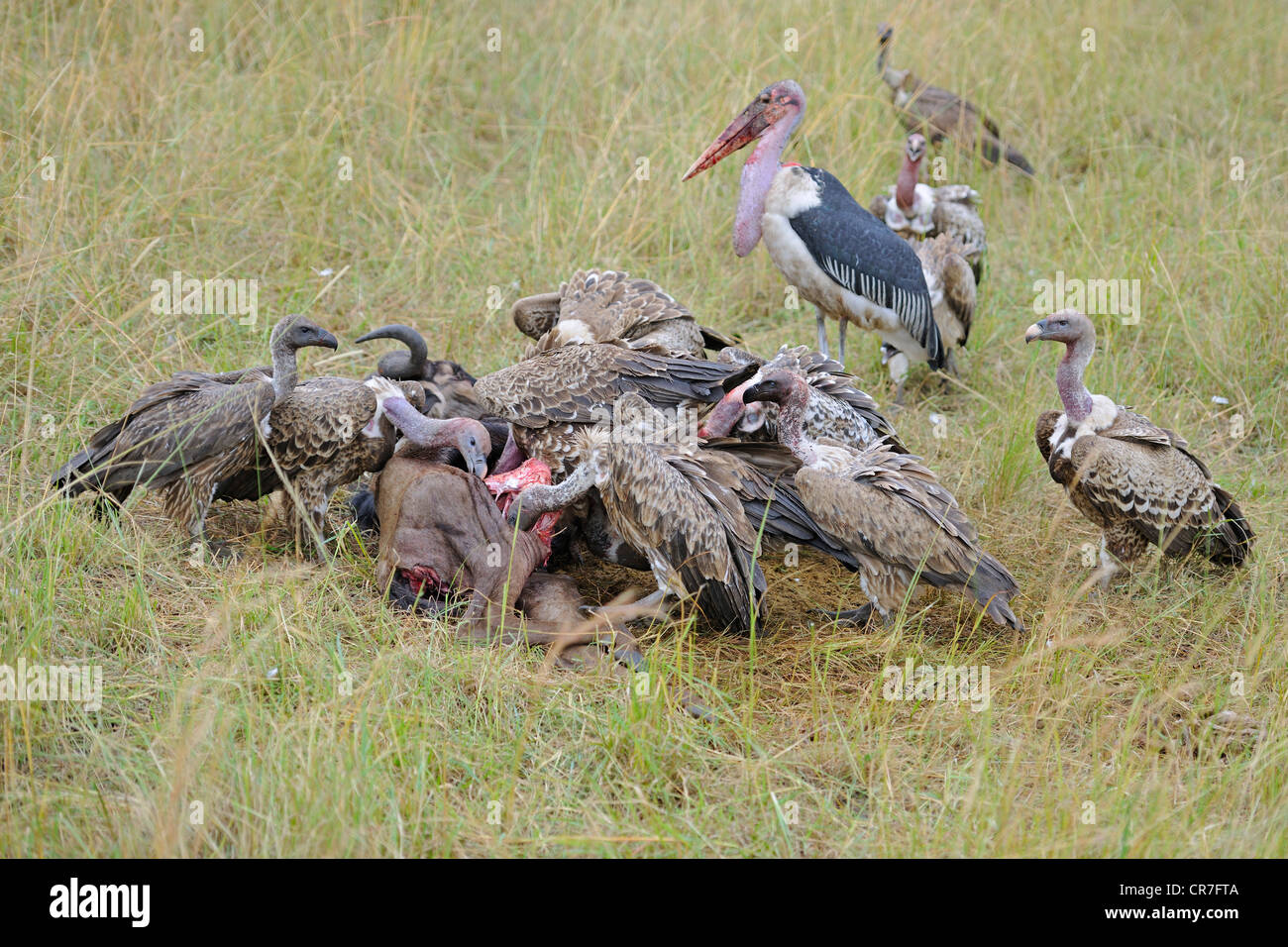 Marabou stork (crumeniferus Flamant rose (Phoenicopterus ruber) et du Rueppell (vautours Gyps rueppellii) sur l'alimentation (Connochaetes Gnou bleu morte Banque D'Images