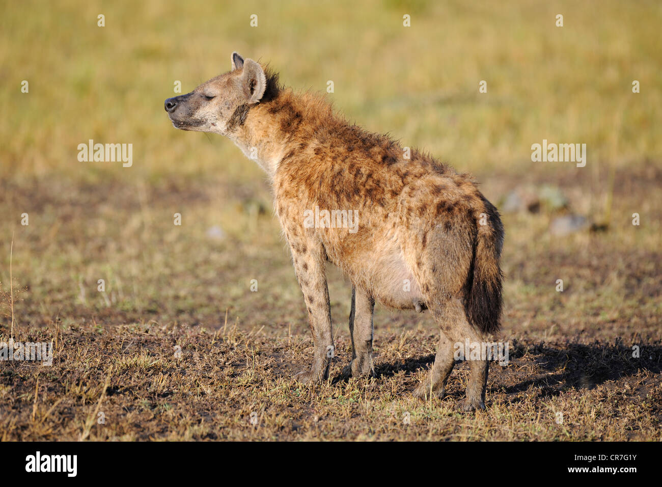 L'Hyène tachetée (Crocuta crocuta), femmes enceintes, adultes le Masai Mara, Kenya, Afrique Banque D'Images