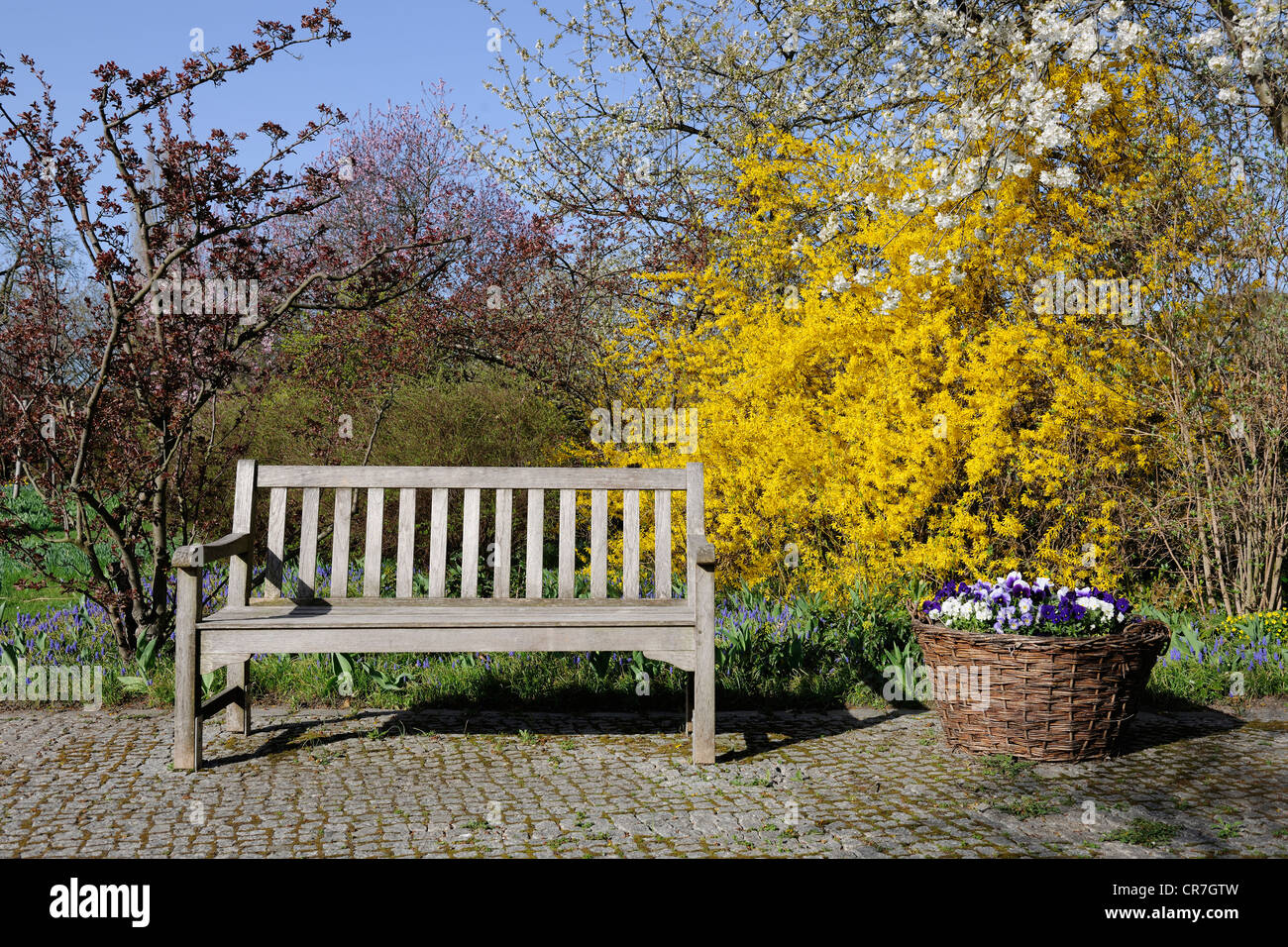 Banc de jardin en face d'un Forsythia (Forsythia) au printemps Banque D'Images