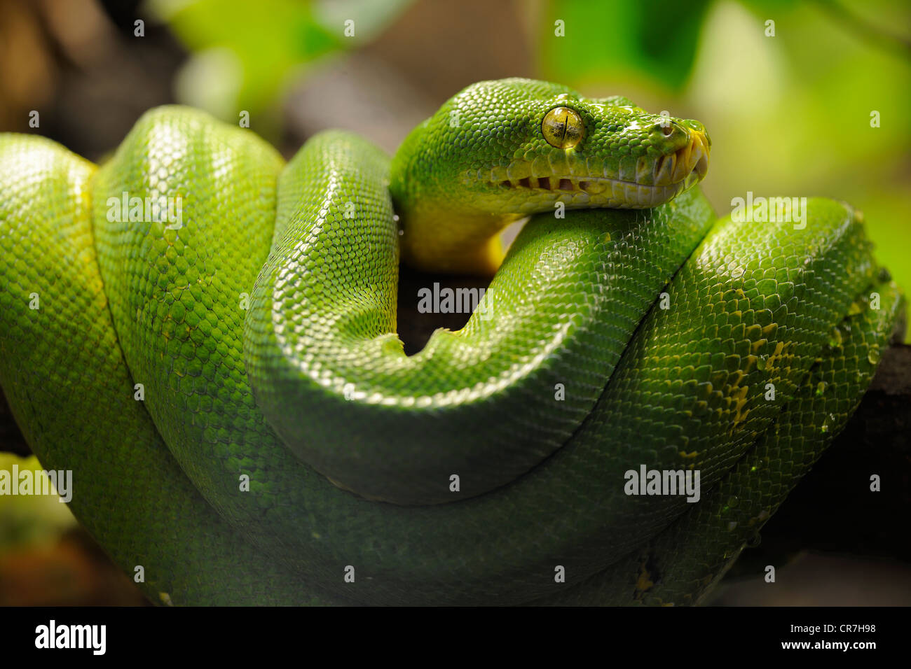 Green Tree Python (Chondropython viridis, Morelia viridis) Banque D'Images