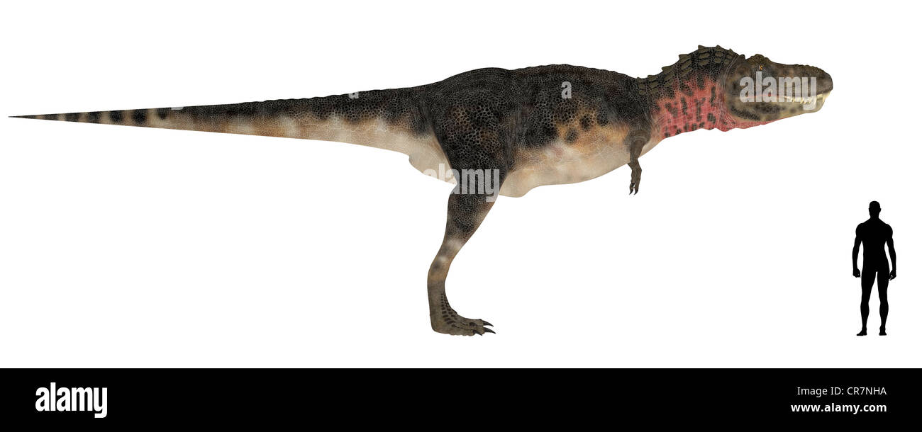 Illustration d'une comparaison de la taille d'un Tarbosaurus adultes avec une moyenne des adultes de sexe masculin (1,8 mètres) Banque D'Images