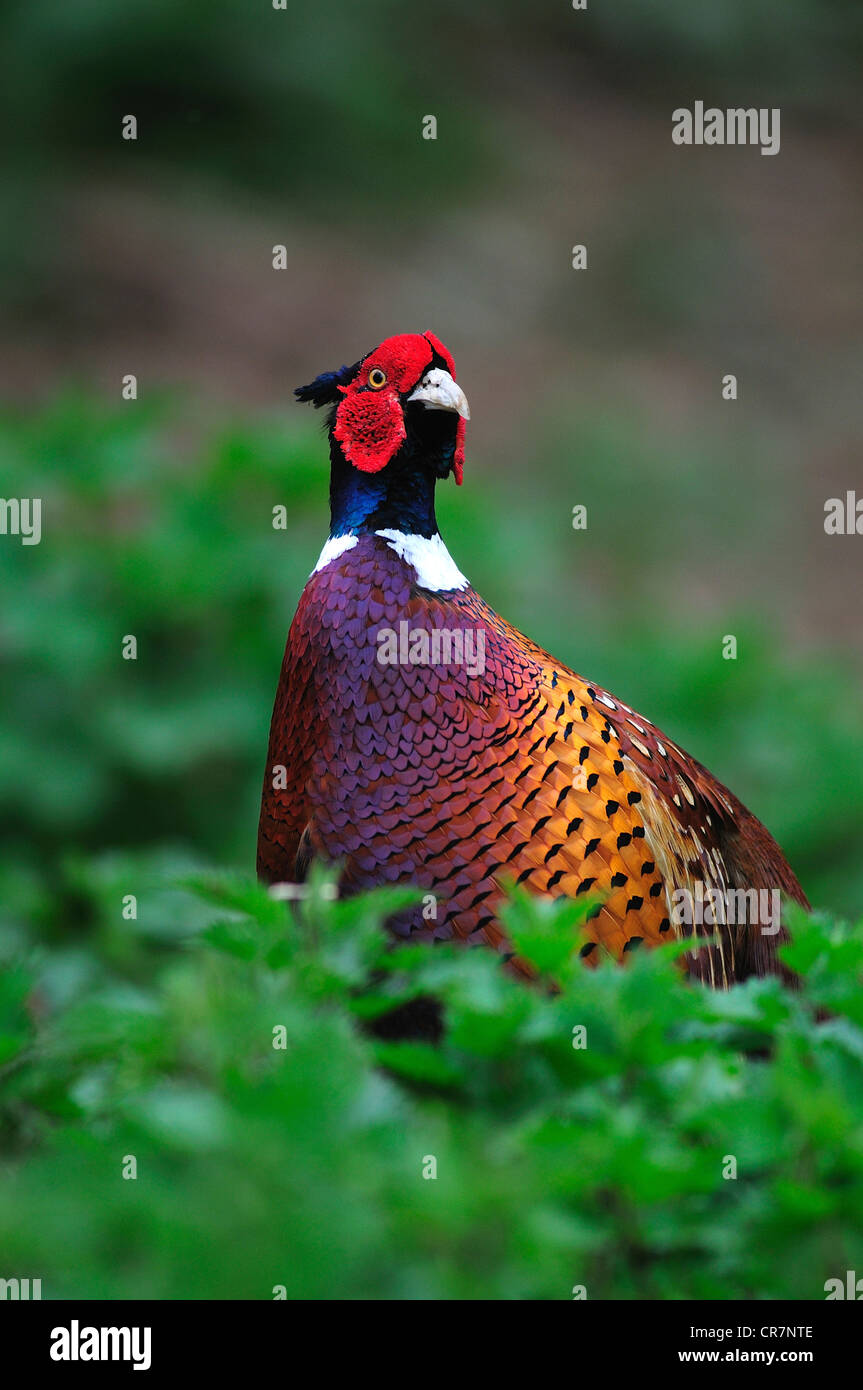 Faisan de Colchide Banque D'Images