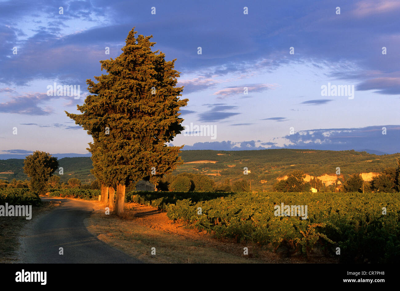 La France, Vaucluse, Ste Cécile les vignes, AOC Côtes du Rhône Cairanne, route à travers les vignes Banque D'Images