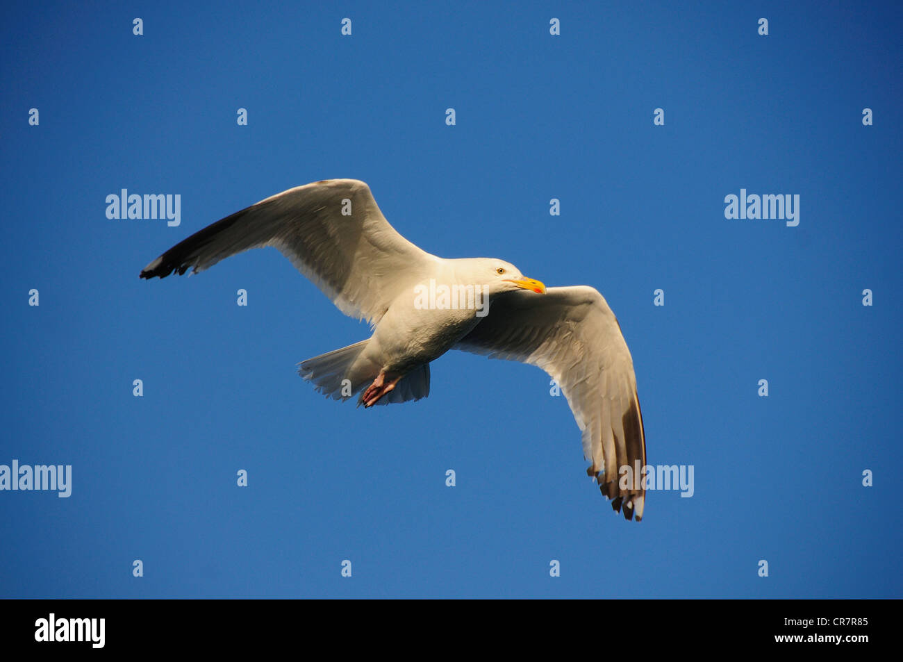 Goéland argenté Larus argentatus oiseaux battant Banque D'Images