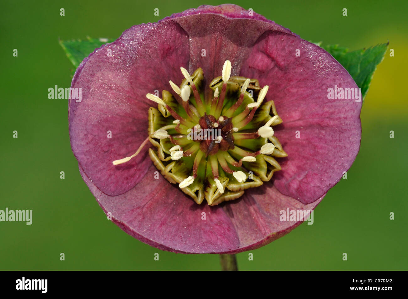 Hellebore Helleborus vivaces à feuilles persistantes de jardin Banque D'Images