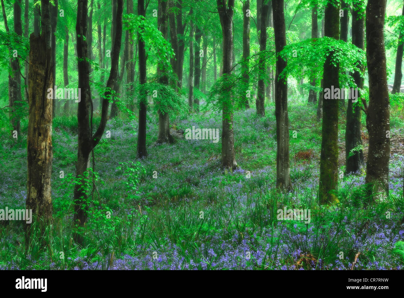 Un beau bois bluebell au printemps UK Banque D'Images