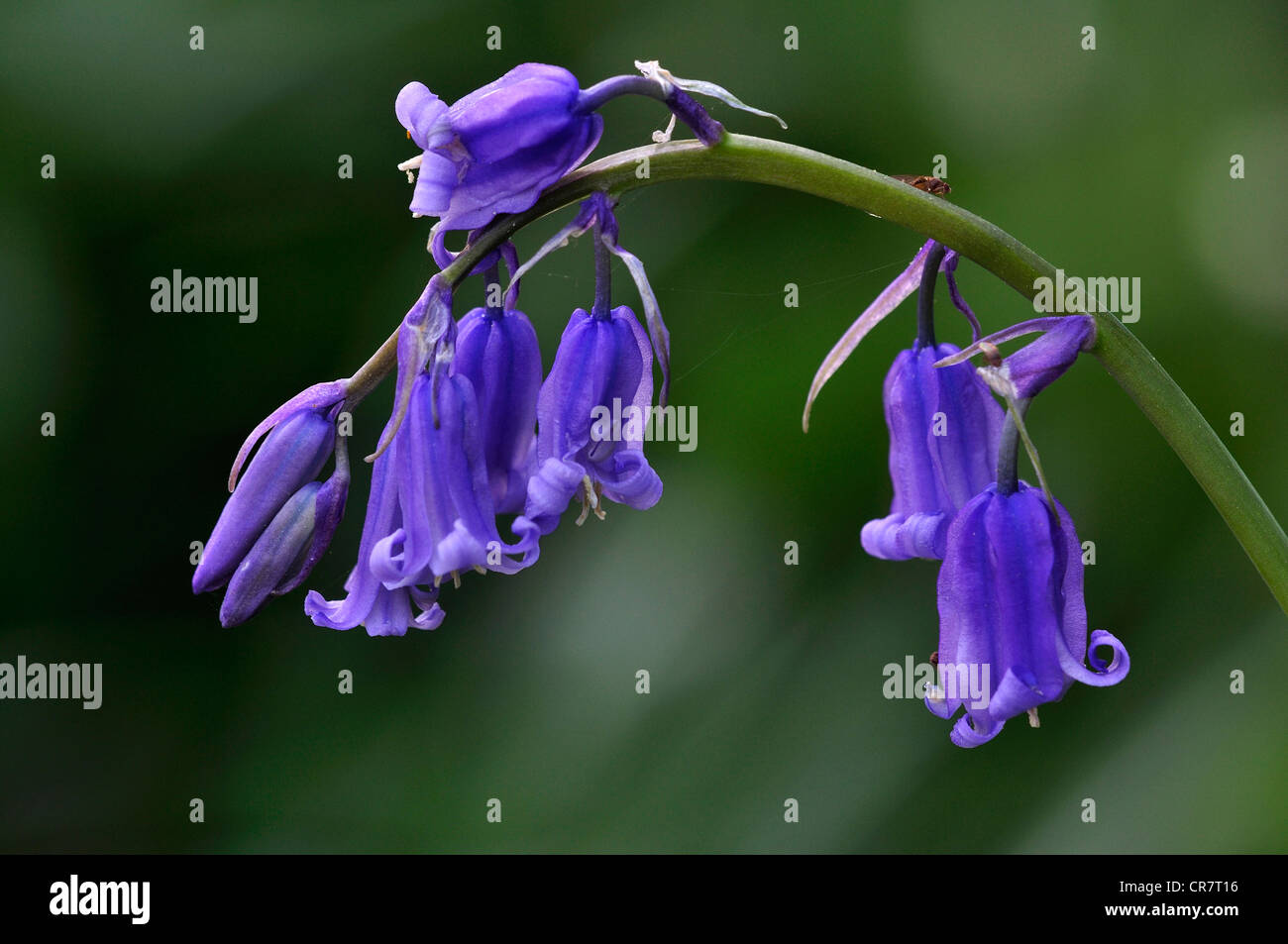 Bluebell endymion non-scriptus fleur sauvage woodland printemps bleu ampoule Banque D'Images