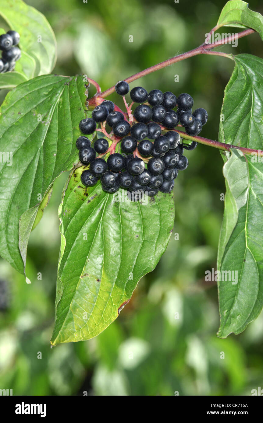 Le cornouiller Cornus sanguinea (Cornaceae) Banque D'Images