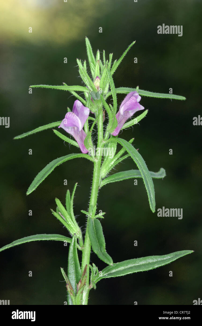 La belette-museau Misopates orontium (Scrophulariaceae) Banque D'Images