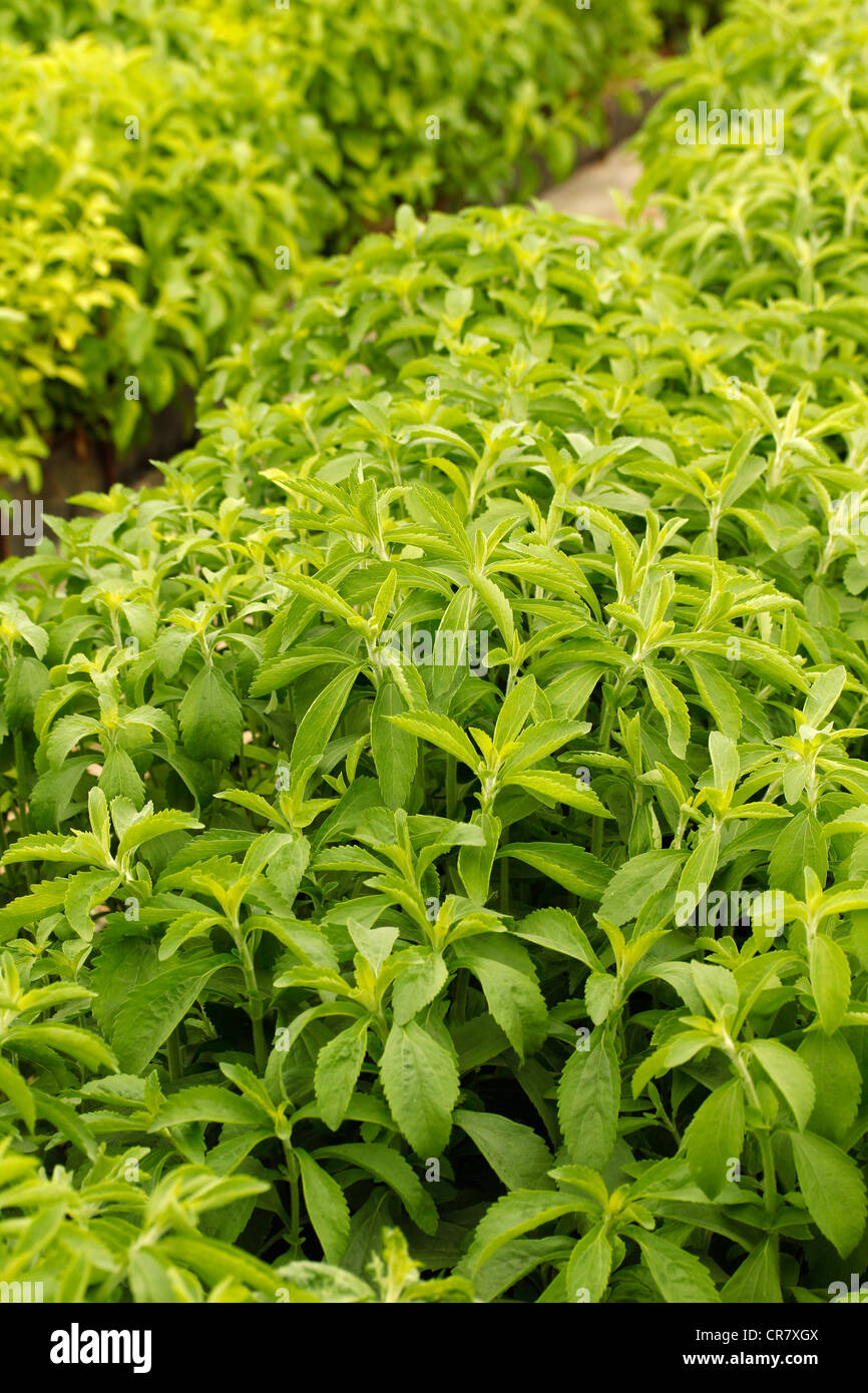 L'herbe douce. Le Stevia rebaudiana. Les émissions à Balaguer, Lleida, Catalogne, Espagne Banque D'Images