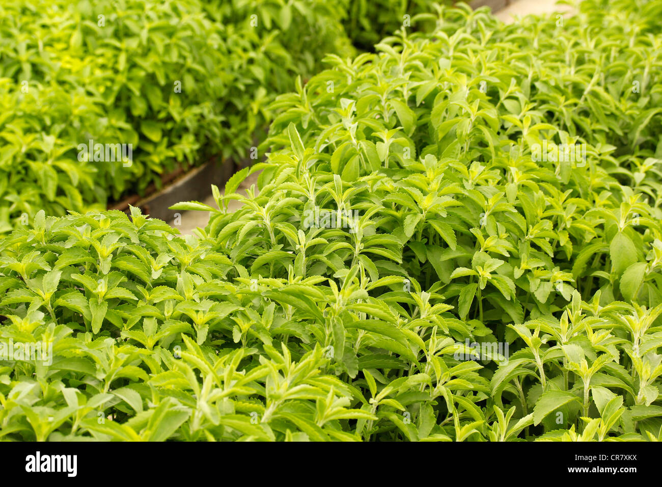 L'herbe douce. Le Stevia rebaudiana. Les émissions à Balaguer, Lleida, Catalogne, Espagne Banque D'Images