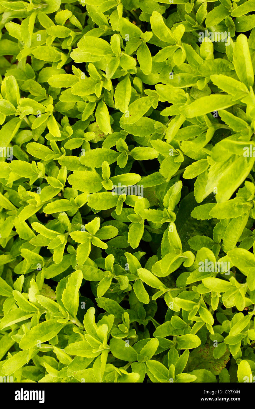 L'herbe douce. Le Stevia rebaudiana. Les émissions à Balaguer, Lleida, Catalogne, Espagne Banque D'Images