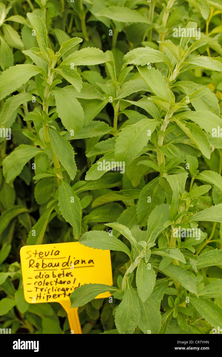 L'herbe douce. Le Stevia rebaudiana. Les émissions à Balaguer, Lleida, Catalogne, Espagne Banque D'Images