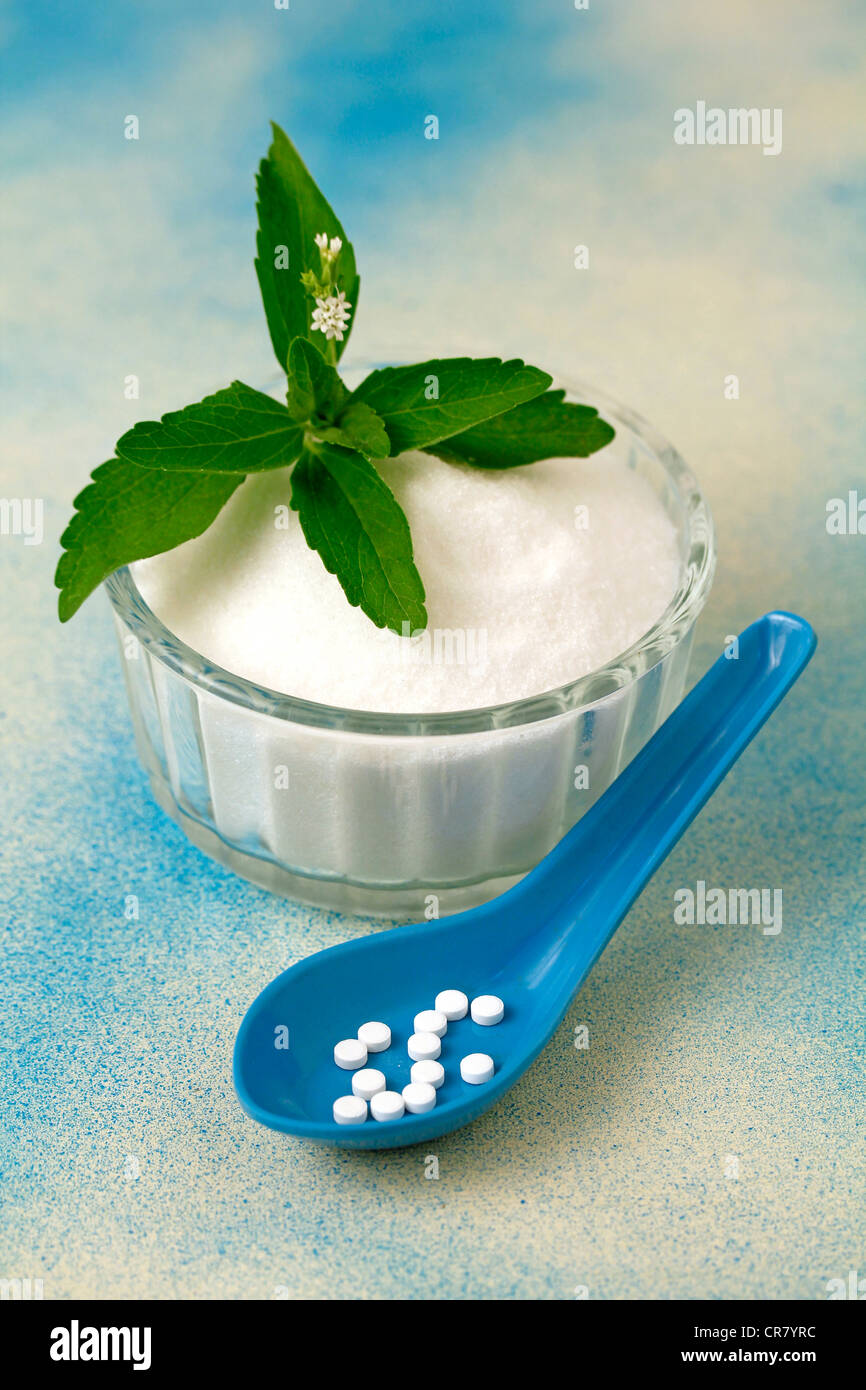 Sweet herb Stevia rebaudiana Banque D'Images