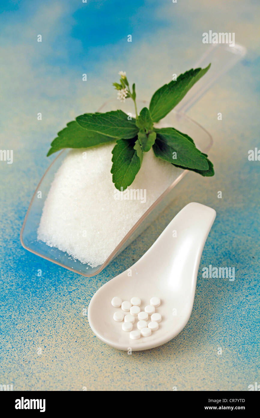 Sweet herb Stevia rebaudiana Banque D'Images