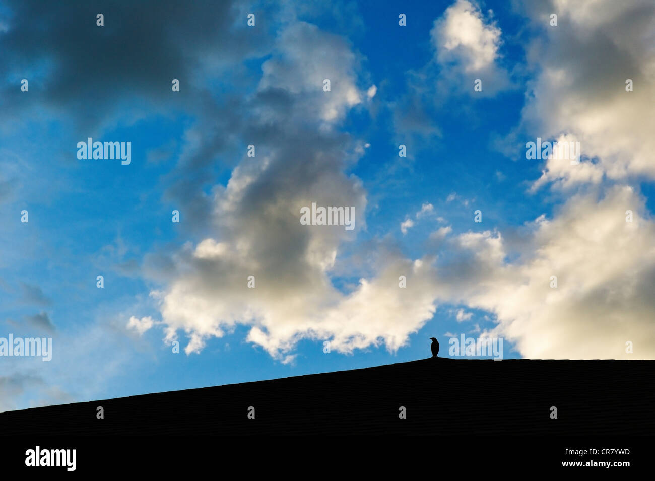 La silhouette Blackbird sur toit contre puffy white coucher soleil nuages et un ciel bleu clair Banque D'Images