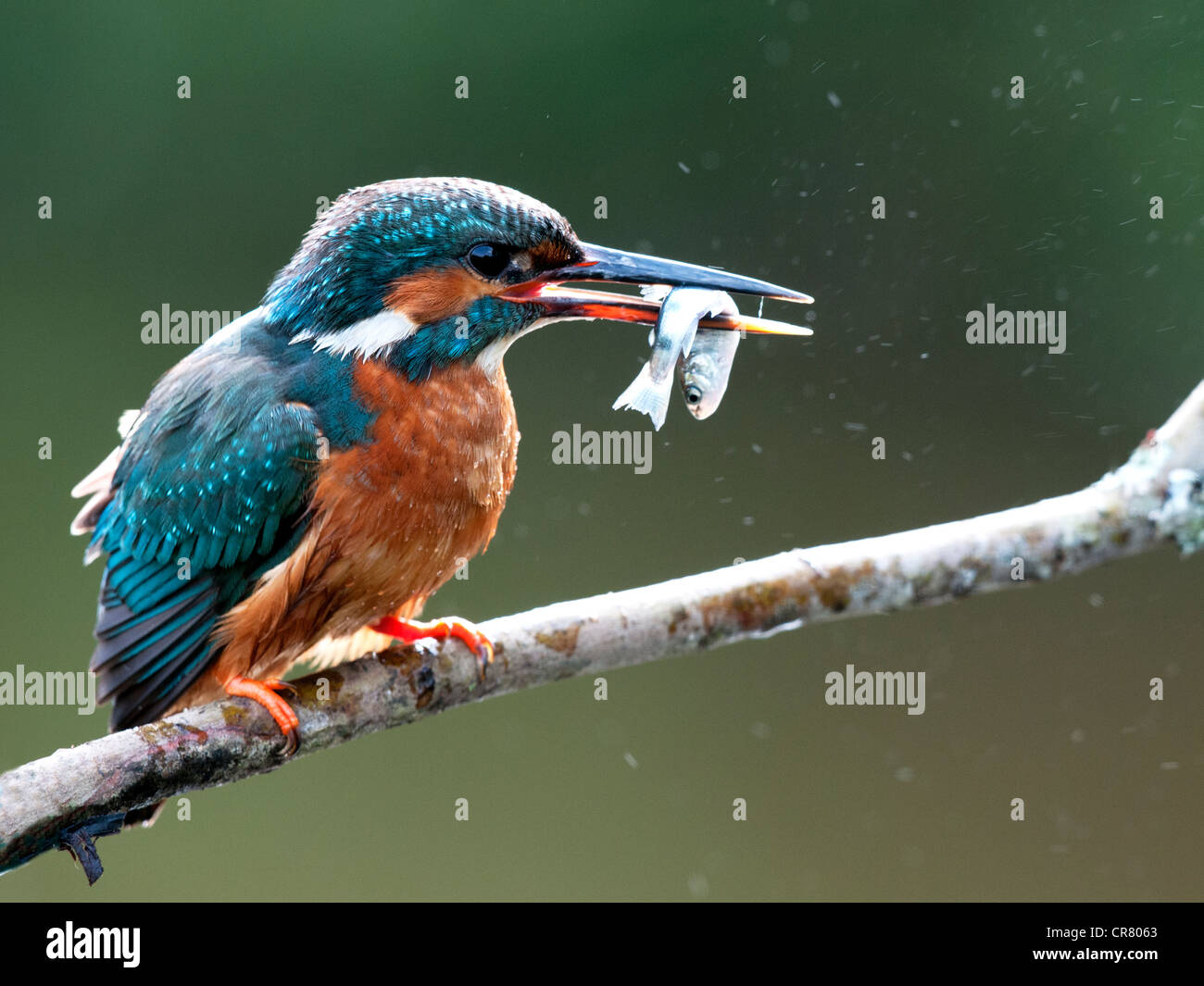 Kingfisher femelle assis sur une branche à droite avec un poisson Banque D'Images