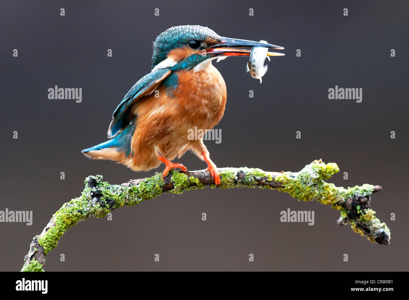 Kingfisher femme debout sur un bâton à droite avec un poisson Banque D'Images