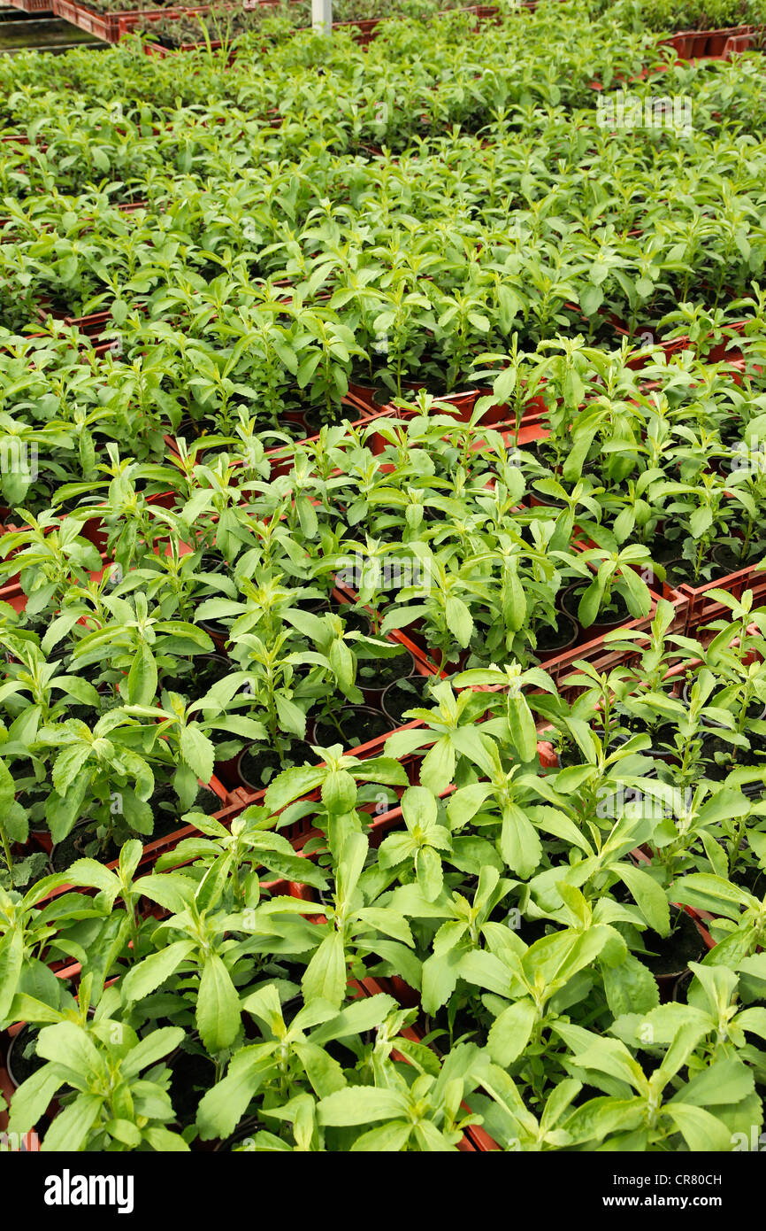 L'herbe douce. Le Stevia rebaudiana. Les émissions à Balaguer, Lleida, Catalogne, Espagne Banque D'Images