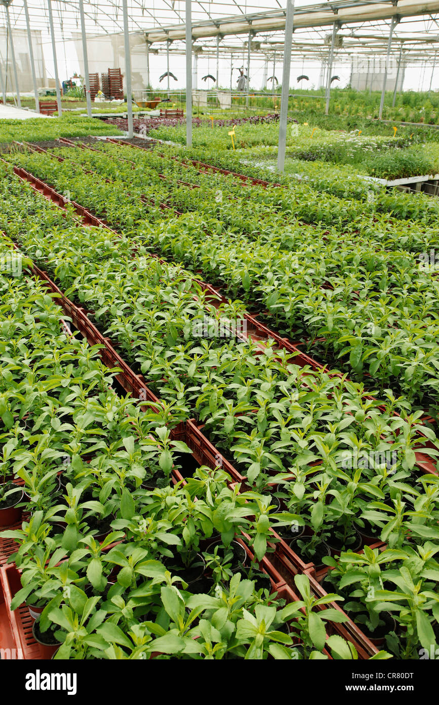 L'herbe douce. Le Stevia rebaudiana. Les émissions à Balaguer, Lleida, Catalogne, Espagne Banque D'Images